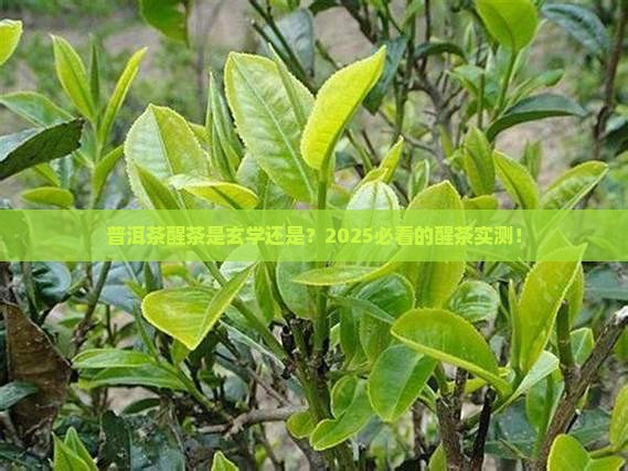 普洱茶醒茶是真的吗