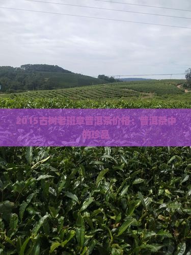2015古树老班章普洱茶价格：普洱茶中的珍品
