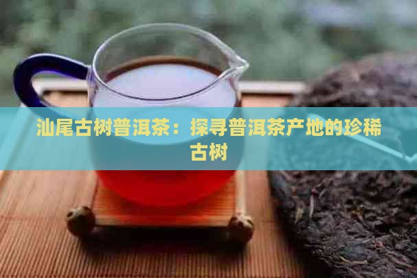 汕尾古树普洱茶：探寻普洱茶产地的珍稀古树