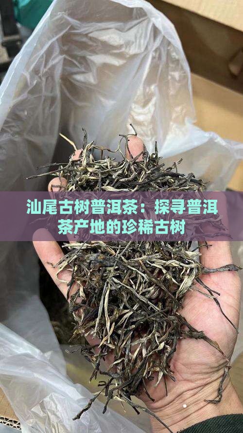 汕尾古树普洱茶：探寻普洱茶产地的珍稀古树