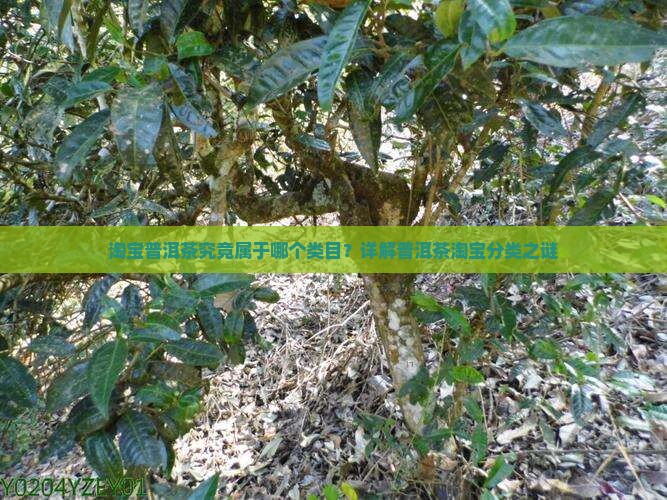 淘宝普洱茶究竟属于哪个类目？详解普洱茶淘宝分类之谜