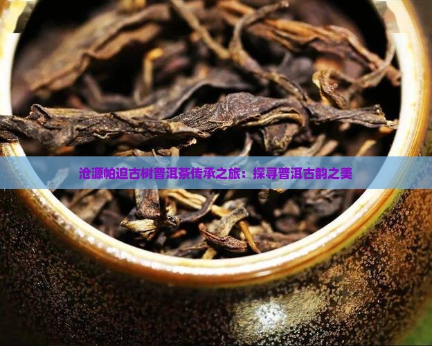 沧源帕迫古树普洱茶传承之旅：探寻普洱古韵之美