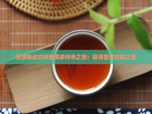 沧源帕迫古树普洱茶传承之旅：探寻普洱古韵之美