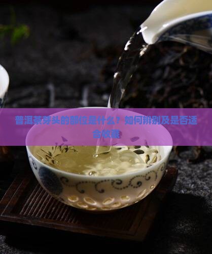 普洱茶芽头的部位是什么？如何辨别及是否适合收藏