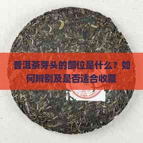 普洱茶芽头的部位是什么？如何辨别及是否适合收藏