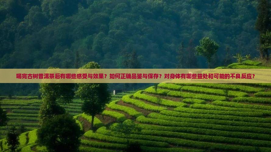 喝完古树普洱茶后有哪些感受与效果？如何正确品鉴与保存？对身体有哪些益处和可能的不良反应？