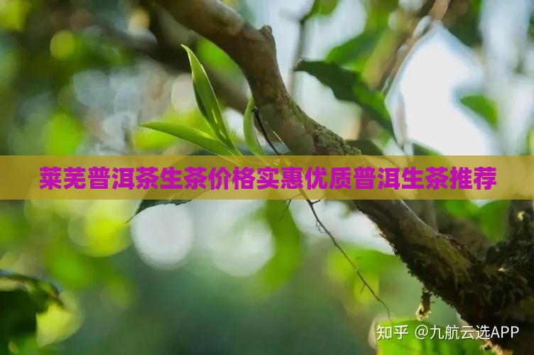 莱芜普洱茶生茶价格实惠优质普洱生茶推荐