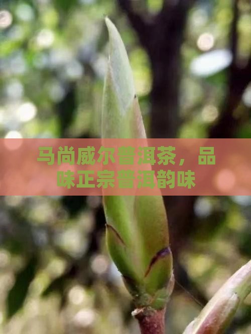 马尚威尔普洱茶，品味正宗普洱韵味