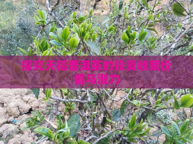 探究天福普洱茶的投资收藏价值与潜力