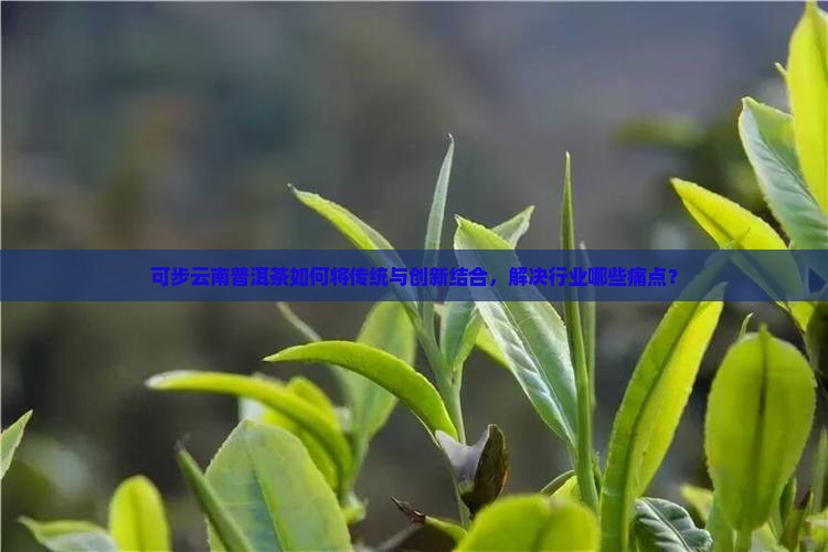 可步云南普洱茶如何将传统与创新结合，解决行业哪些痛点？