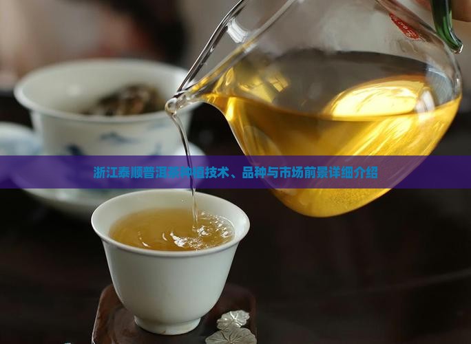 浙江泰顺普洱茶种植技术、品种与市场前景详细介绍