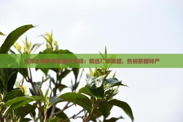 云南土陶烤茶罐图片集锦：精选厂家陶罐，热销茶罐特产
