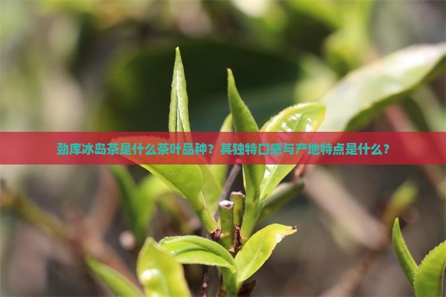 劲库冰岛茶是什么茶叶品种？其独特口感与产地特点是什么？