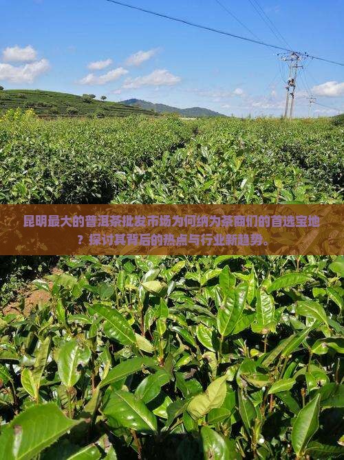 昆明最大的普洱茶批发市场为何纳为茶商们的首选宝地？探讨其背后的热点与行业新趋势。