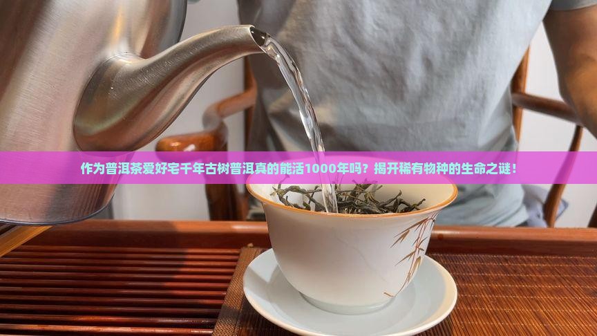 作为普洱茶爱好宅千年古树普洱真的能活1000年吗？揭开稀有物种的生命之谜！