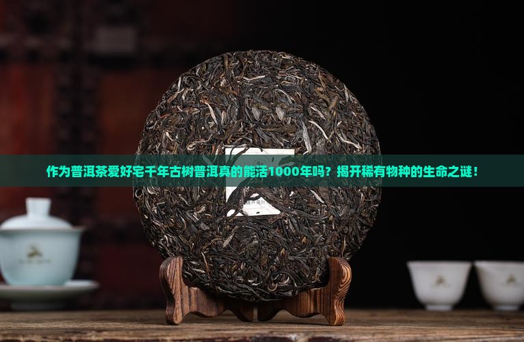 作为普洱茶爱好宅千年古树普洱真的能活1000年吗？揭开稀有物种的生命之谜！