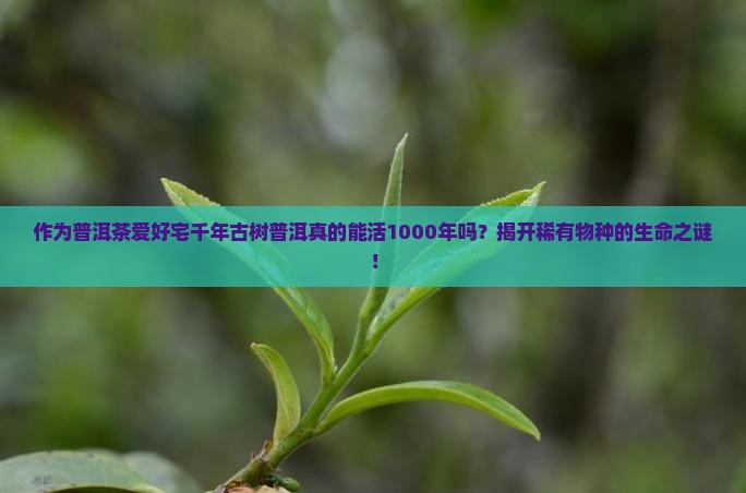 作为普洱茶爱好宅千年古树普洱真的能活1000年吗？揭开稀有物种的生命之谜！