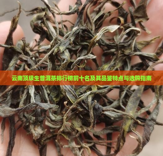 云南顶级生普洱茶排行榜前十名及其品鉴特点与选购指南