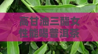 高甘油三酯女性能喝普洱茶吗？