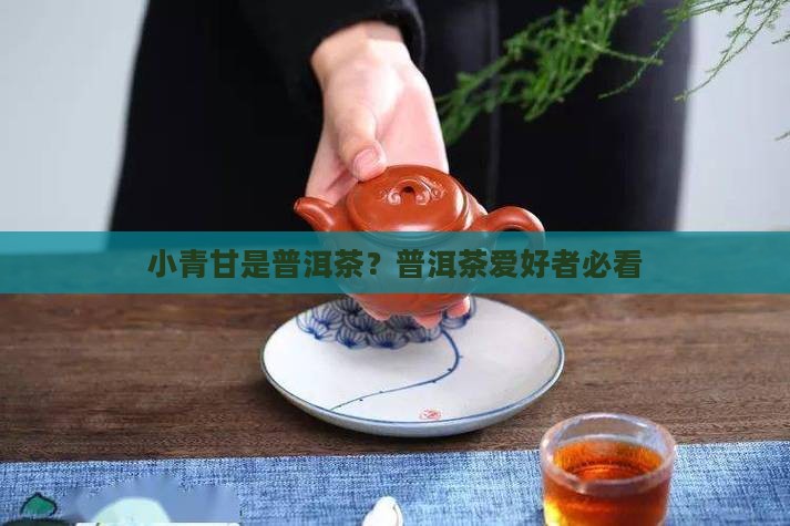 小青甘是普洱茶？普洱茶爱好者必看