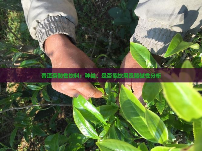 普洱茶酸性饮料：种类、是否能饮用及酸碱性分析