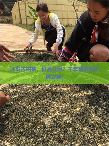 冰岛古树茶，价高几何？千年茶树的珍稀之谜！