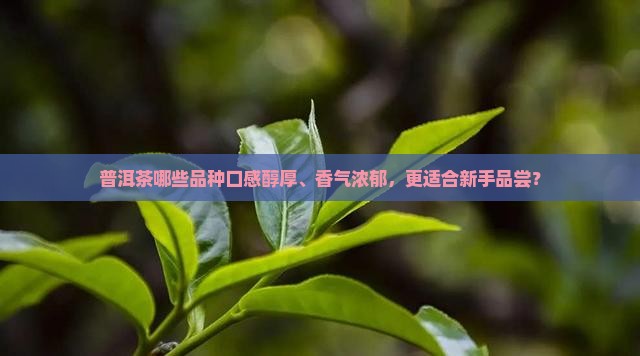 普洱茶哪些品种口感醇厚、香气浓郁，更适合新手品尝？