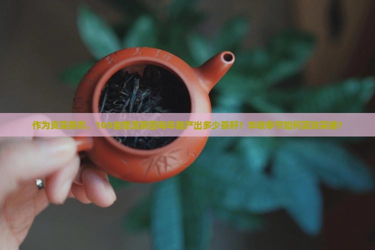作为资深茶农，100亩普洱茶园每年能产出多少茶籽？丰收季节如何高效采摘？