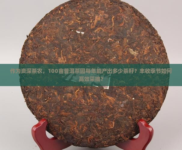 作为资深茶农，100亩普洱茶园每年能产出多少茶籽？丰收季节如何高效采摘？