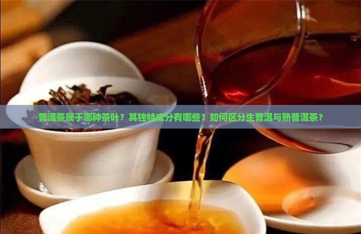 普洱茶属于哪种茶叶？其独特成分有哪些？如何区分生普洱与熟普洱茶？