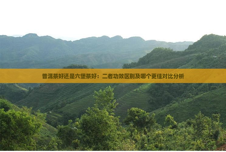 普洱茶好还是六堡茶好：二者功效区别及哪个更佳对比分析