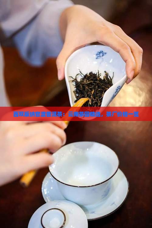 西双版纳官渡普洱茶：云南茶园精选，茶厂价格一览