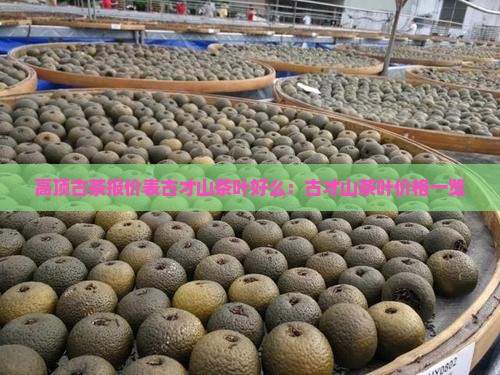 高顶古茶报价表古才山茶叶好么：古才山茶叶价格一览