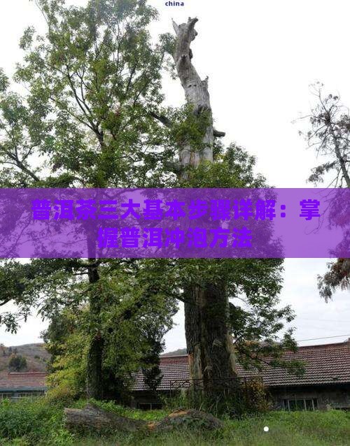 普洱茶三大基本步骤详解：掌握普洱冲泡方法