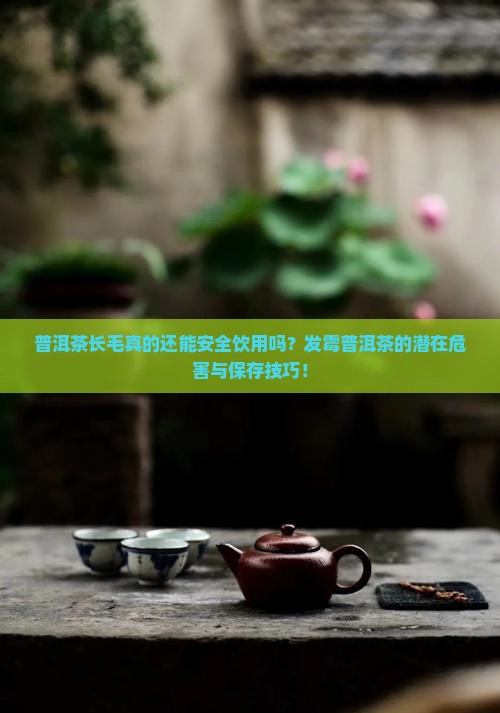 普洱茶长毛真的还能安全饮用吗？发霉普洱茶的潜在危害与保存技巧！