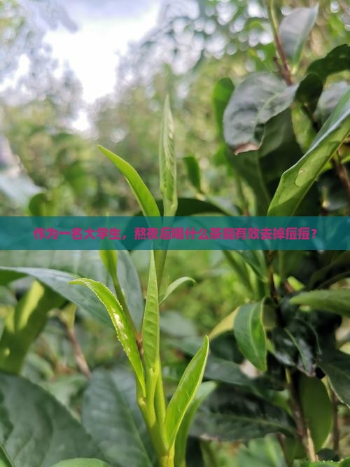 作为一名大学生，熬夜后喝什么茶能有效去掉痘痘？
