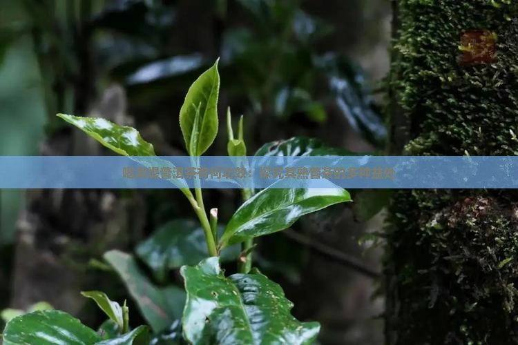 喝海堤普洱茶有何功效：探究其熟普茶的多种益处