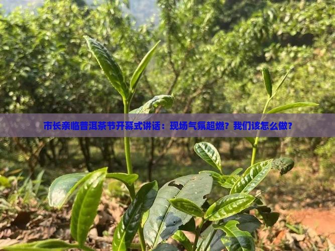 市长亲临普洱茶节开幕式讲话：现场气氛超燃？我们该怎么做？
