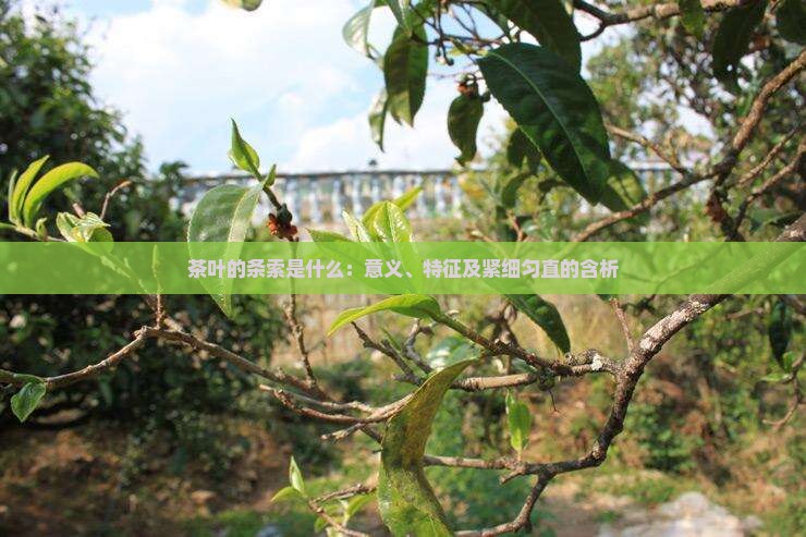 茶叶的条索是什么：意义、特征及紧细匀直的含析