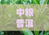 中粮普洱茶老茶，品味经典茶香