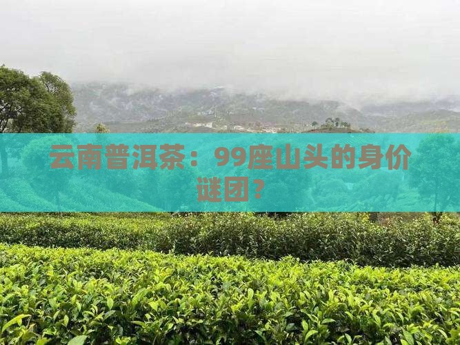 云南普洱茶：99座山头的身价谜团？