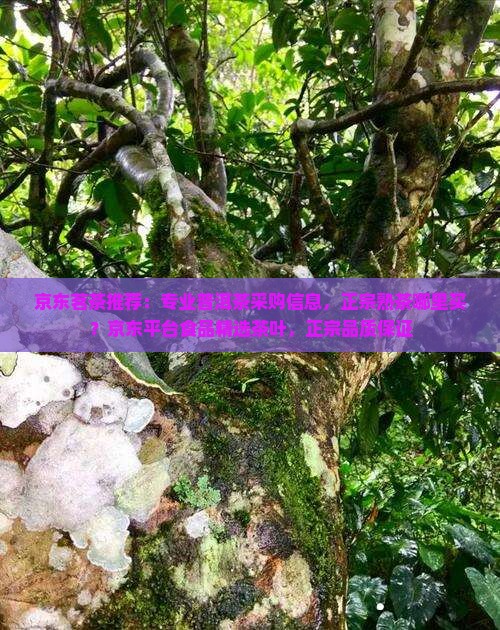 京东茗茶推荐：专业普洱茶采购信息，正宗熟茶哪里买？京东平台食品精选茶叶，正宗品质保证