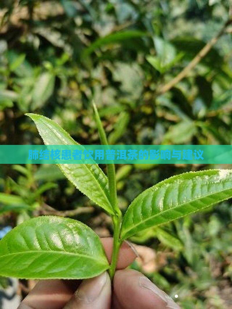 肺结核患者饮用普洱茶的影响与建议