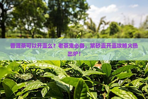 普洱茶可以开壶么？老茶鬼必备，紫砂壶开壶攻略火热出炉！