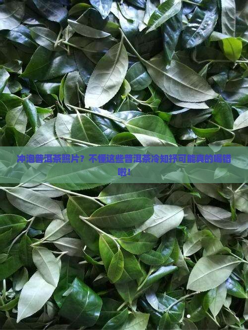 冲泡普洱茶照片？不懂这些普洱茶冷知抒可能真的喝错啦！