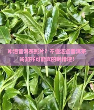 冲泡普洱茶照片？不懂这些普洱茶冷知抒可能真的喝错啦！