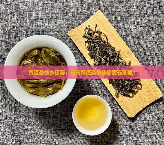 普洱茶故乡探秘：云南普洱茶的秘密藏在哪里？