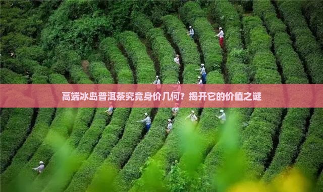 高端冰岛普洱茶究竟身价几何？揭开它的价值之谜
