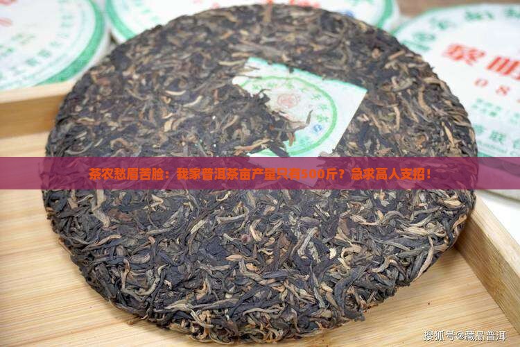 茶农愁眉苦脸：我家普洱茶亩产量只有500斤？急求高人支招！