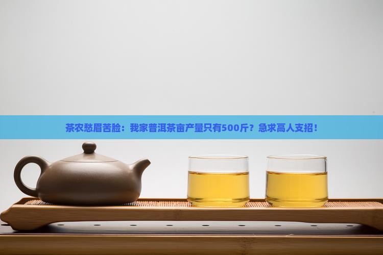 茶农愁眉苦脸：我家普洱茶亩产量只有500斤？急求高人支招！